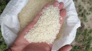 برنج هاشمی گیلان-آستانه اشرفیه مستقیم از کشاورز و بدون واسطه