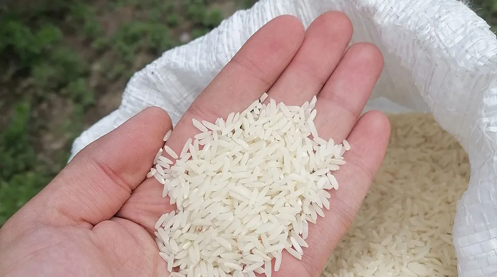 خرید برنج هاشمی اصیل گیلان از کشاورز و یا کمترین قیمت