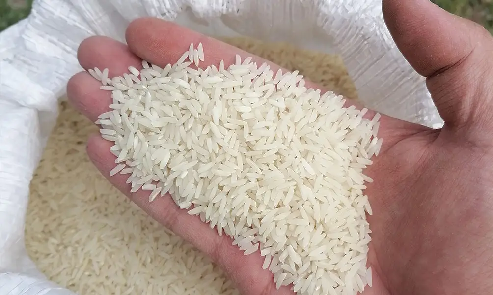 برنج هاشمی اصل گیلان مستقیم از کشاورز و بدون واسطه